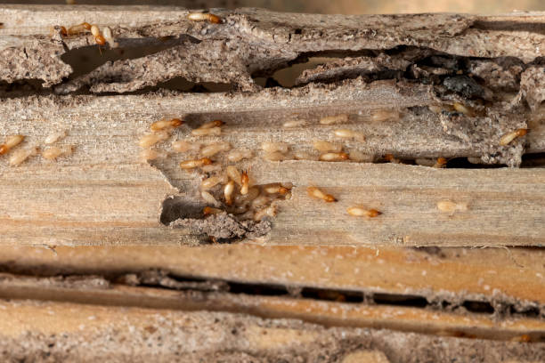 Best Mosquito Control Services  in Hays, MT